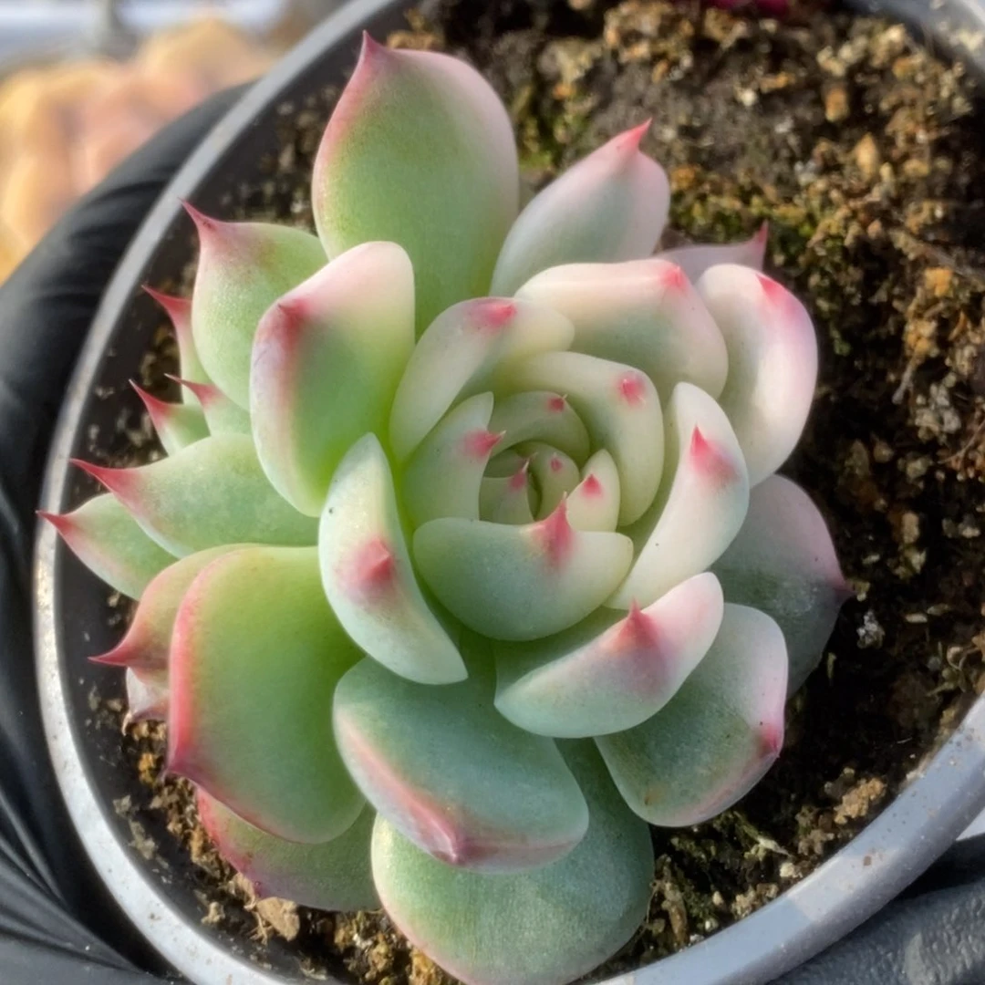 765宽锦吉娃娃锦锦锦锦