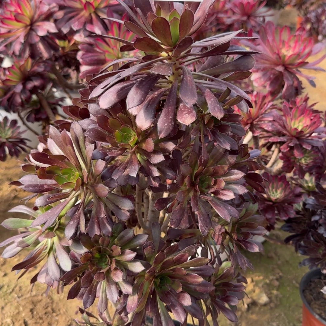 967号黑法师清棚不包损