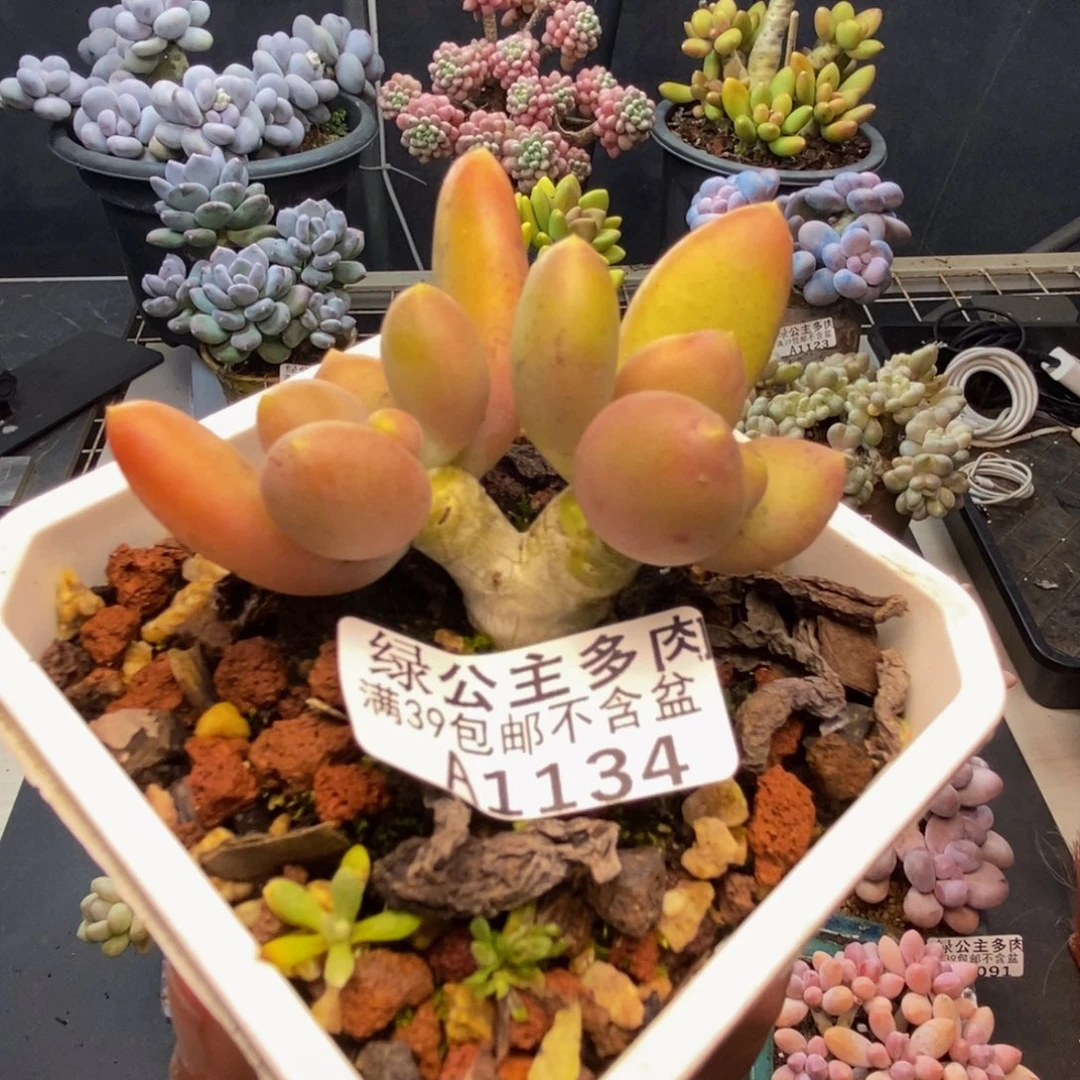 134芒果奶多肉5c m