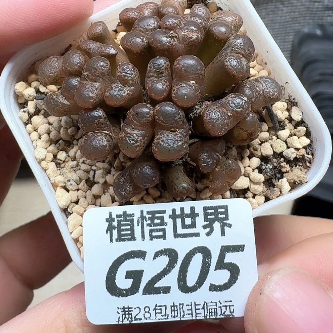多肉植物的人生fgb