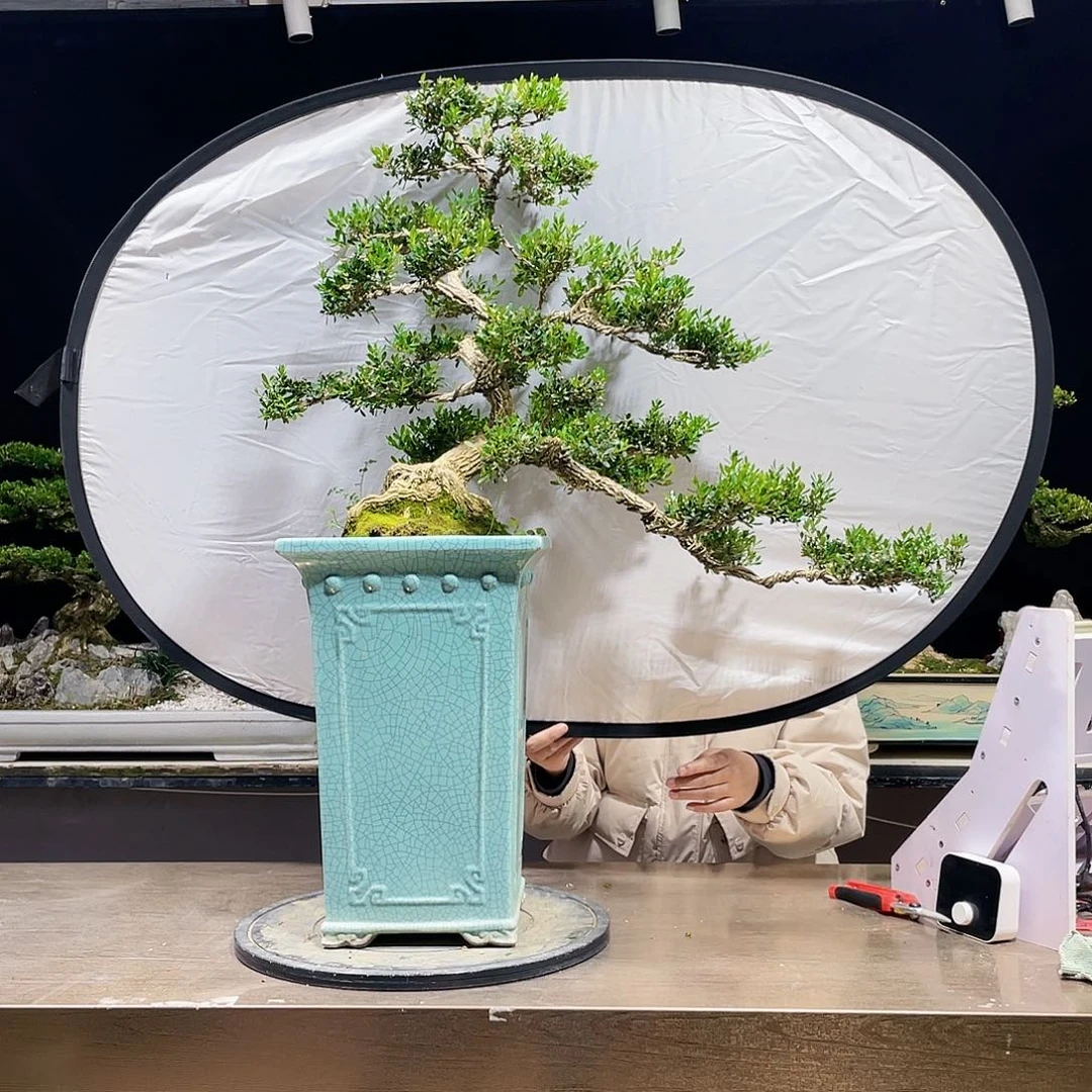 完全开放黄杨盆景四季常青