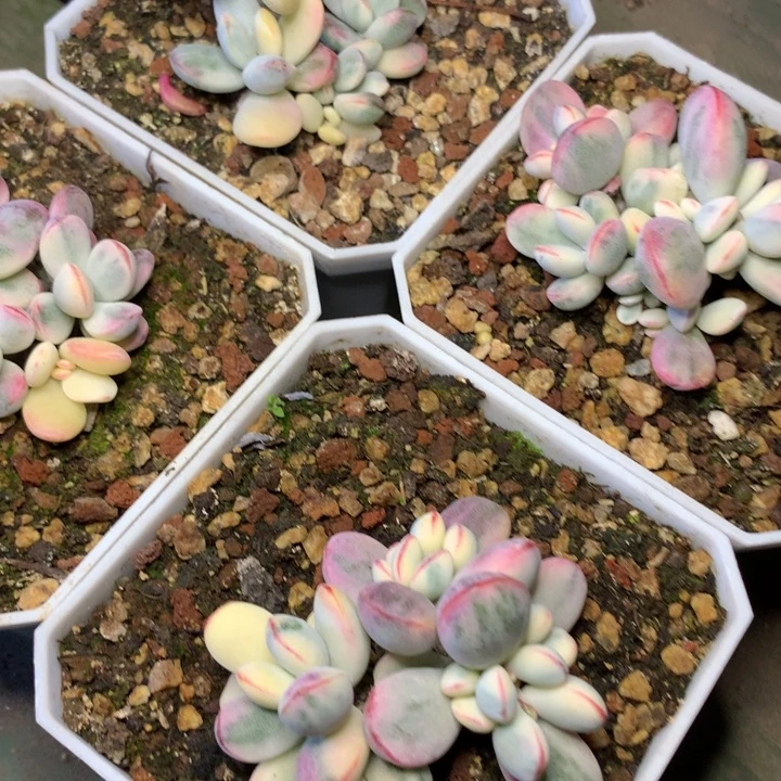 乒乓锦小群脱土发货