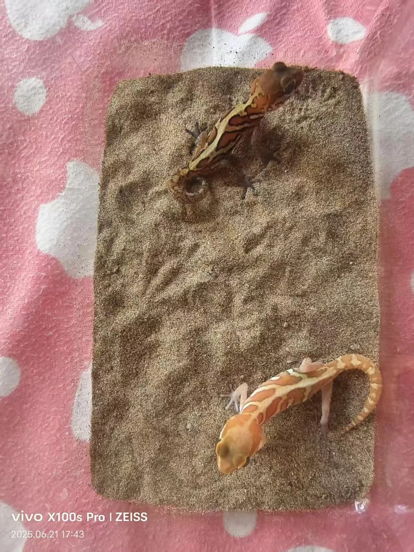 豹猫守宫一公一母，繁殖孵化简单，繁殖体验组