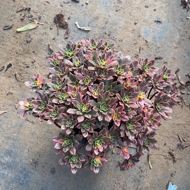 甜茶60多肉植物法师