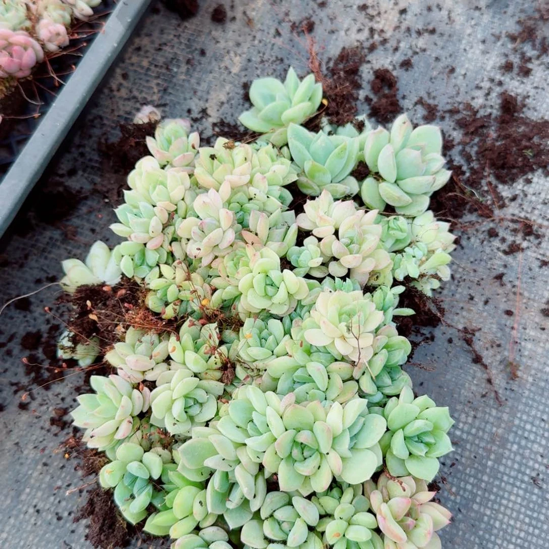 15-94号珍妮切糕一份量拍