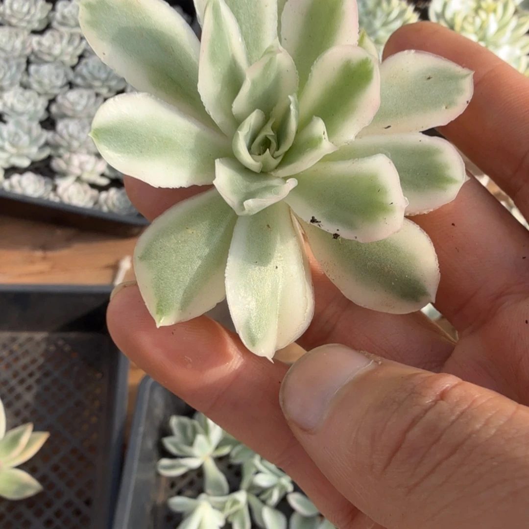 紫蝴蝶锦多肉锦植物