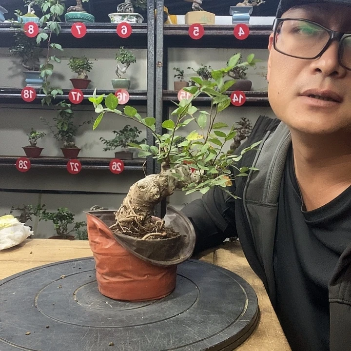 喝***阳无花朵小叶榔榆一个