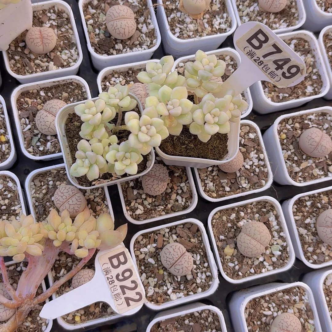 妍***B749两颗姬秋丽锦一物一拍