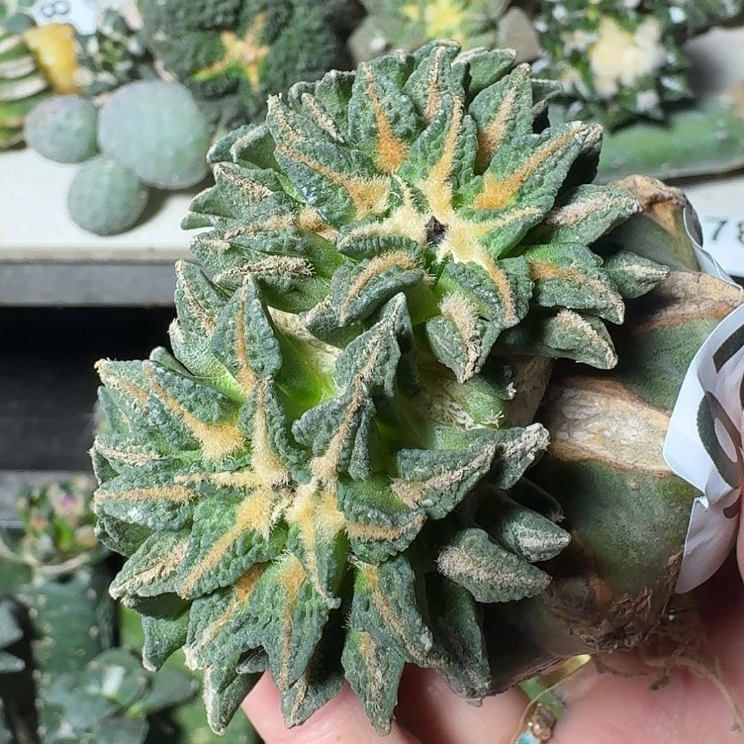 全部花朵四头苗接黑牡丹 972