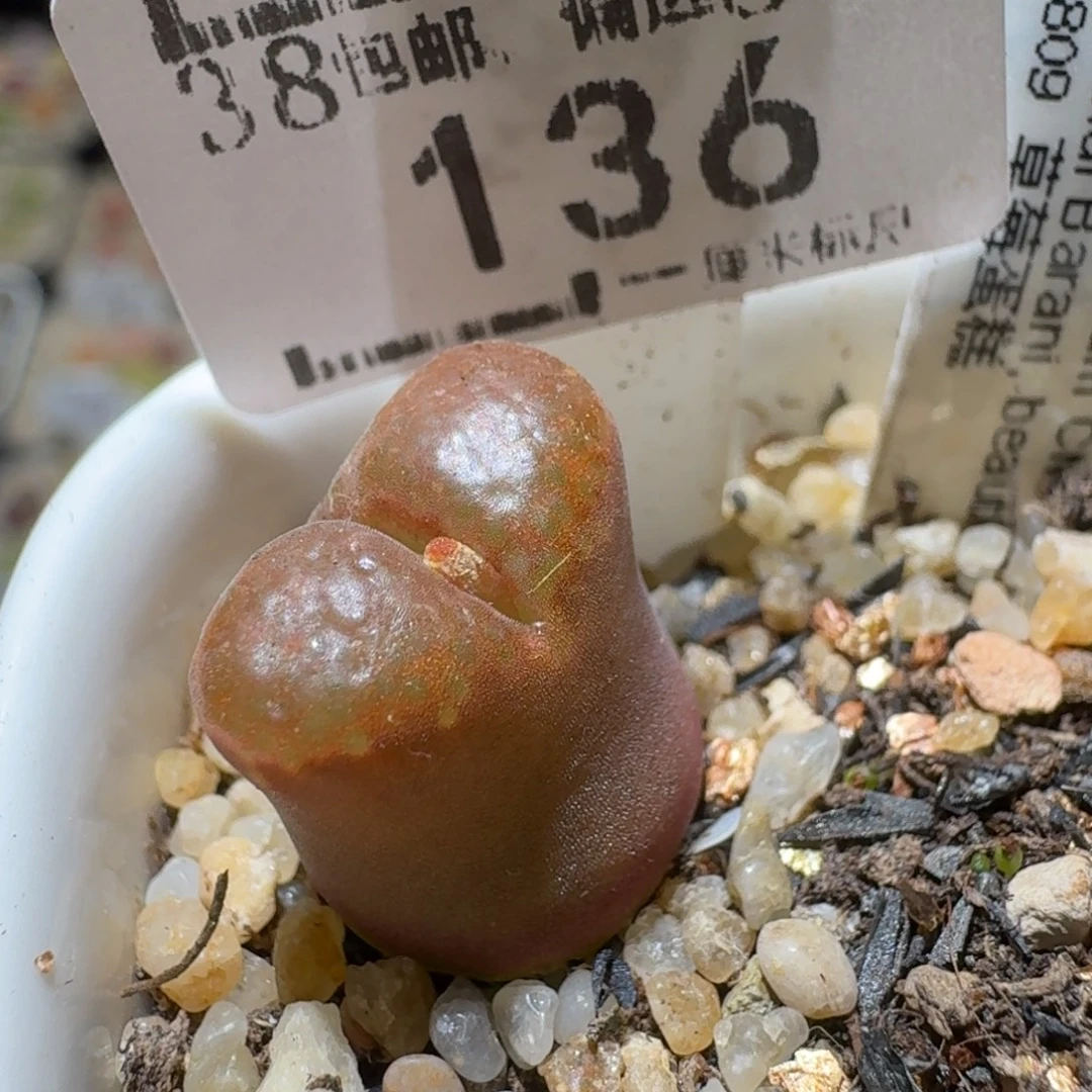 Sssss精品清仓价136