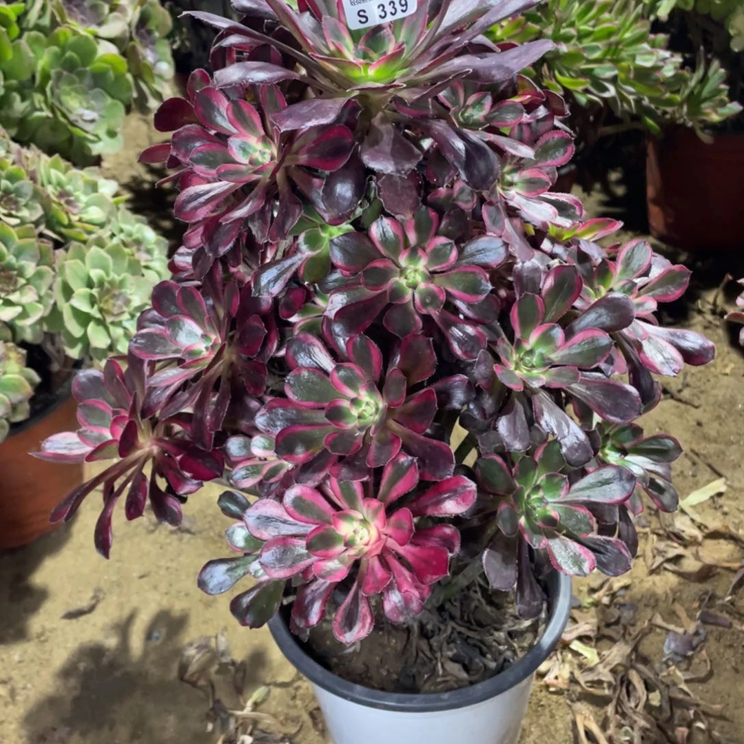 339丽娜多肉法师断枝不包