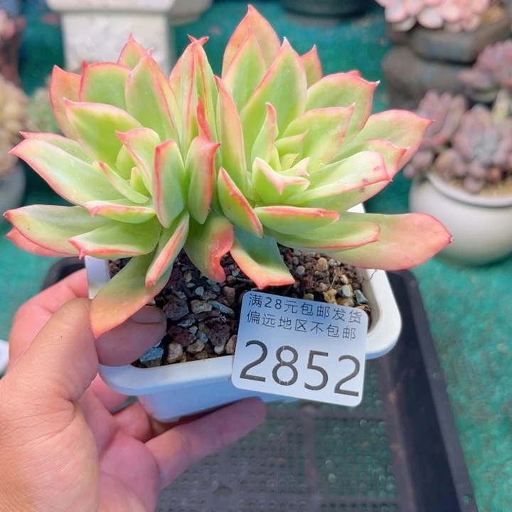 大2852；zcdgxggghhh