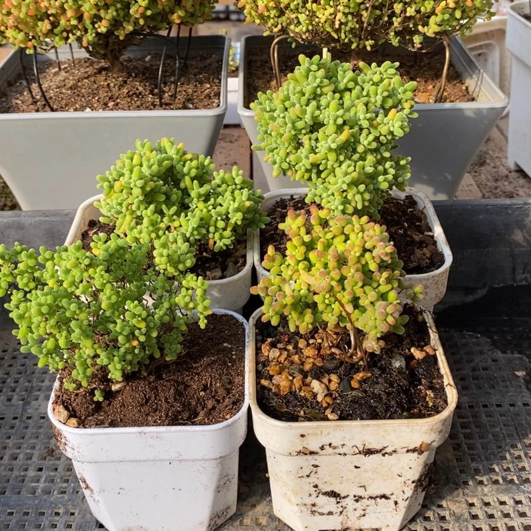 枝干番杏多肉植物138