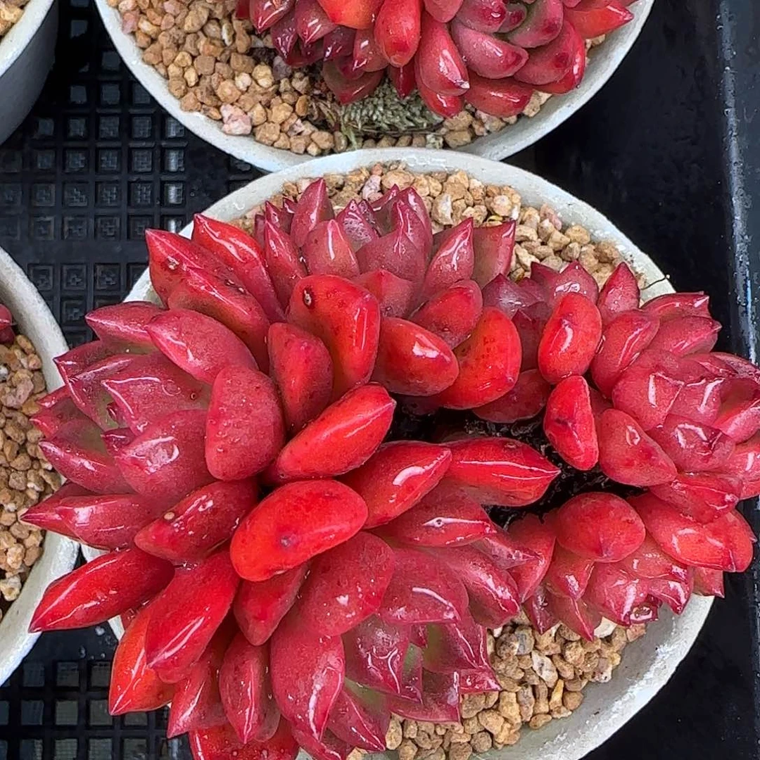 从前慢花园精选小红酒