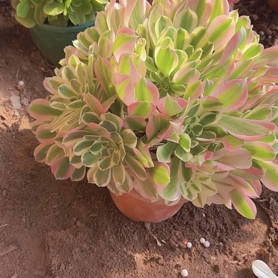 大雨花石一颗包邮