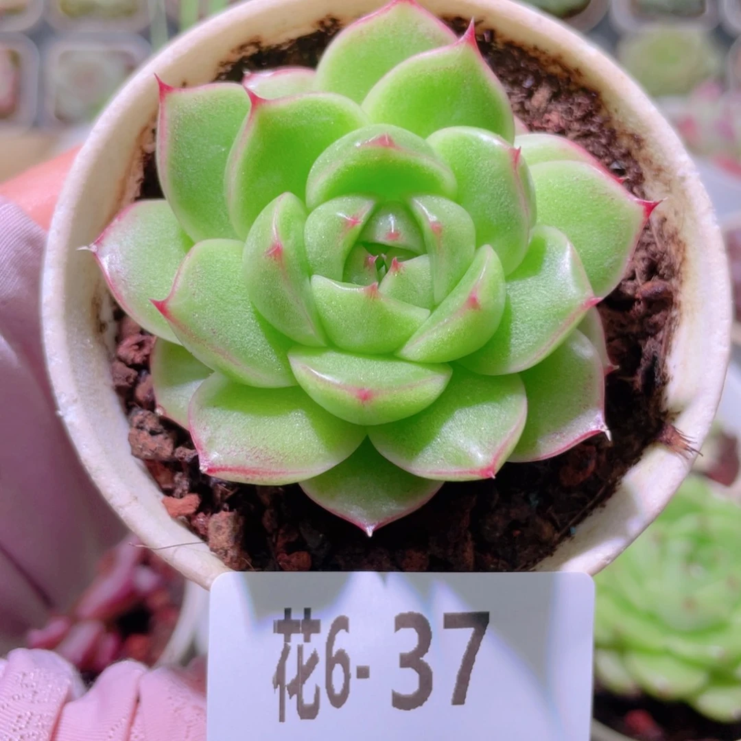 花利美6-37麦秆单头