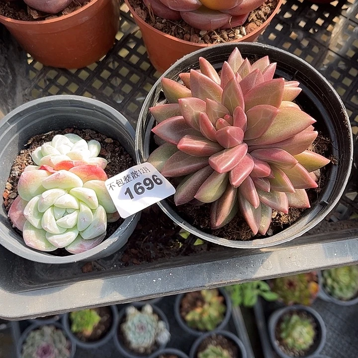 阿雅园艺。       1696两颗