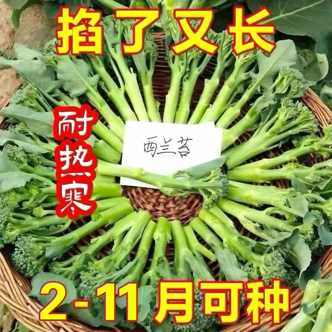西兰苔种子芥兰种籽芥菜苔种子四季春种耐热阳台庭院蔬菜种子大全