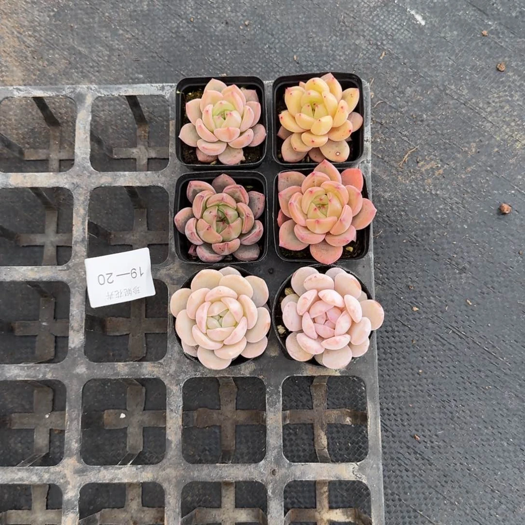 19-20六颗组合量拍