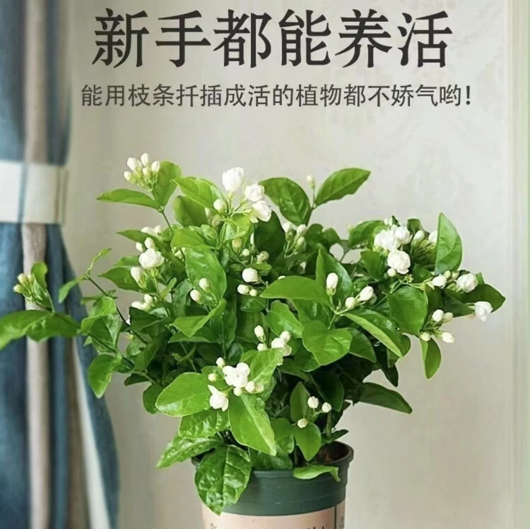 香水茉莉花盆栽重瓣花苗浓香型嗲花苞室内阳台好养观花植物