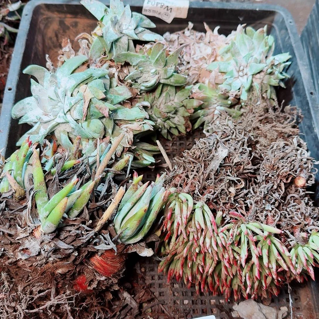 8624瑕疵框拍不售后