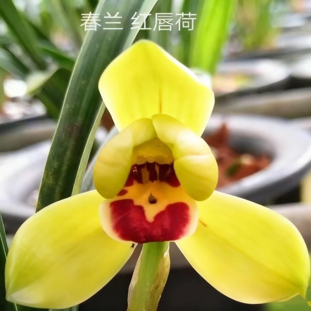 兰花苗春兰红唇荷正品浓香矮种桌面苗室内花卉植物盆栽绿植