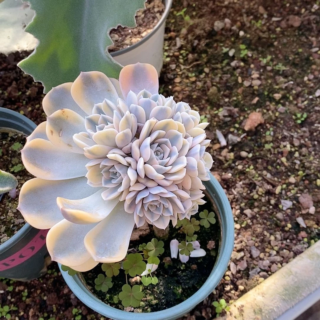 月***兰汉堡锦群多肉植物老桩