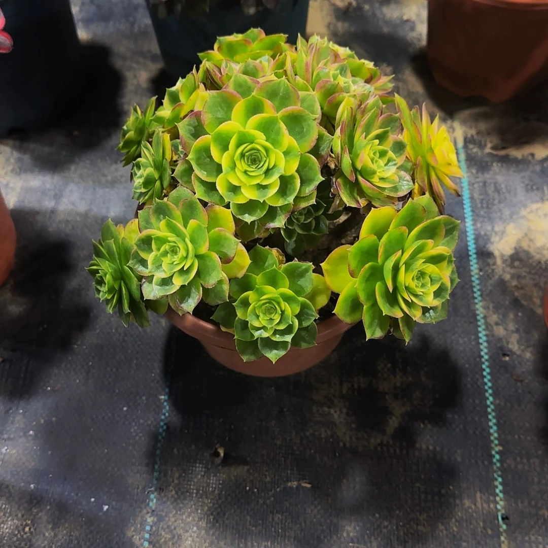 老庄粉体海王法师28.8