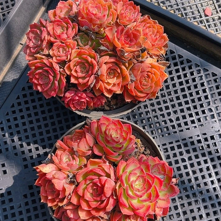 高贵多肉，满18包邮