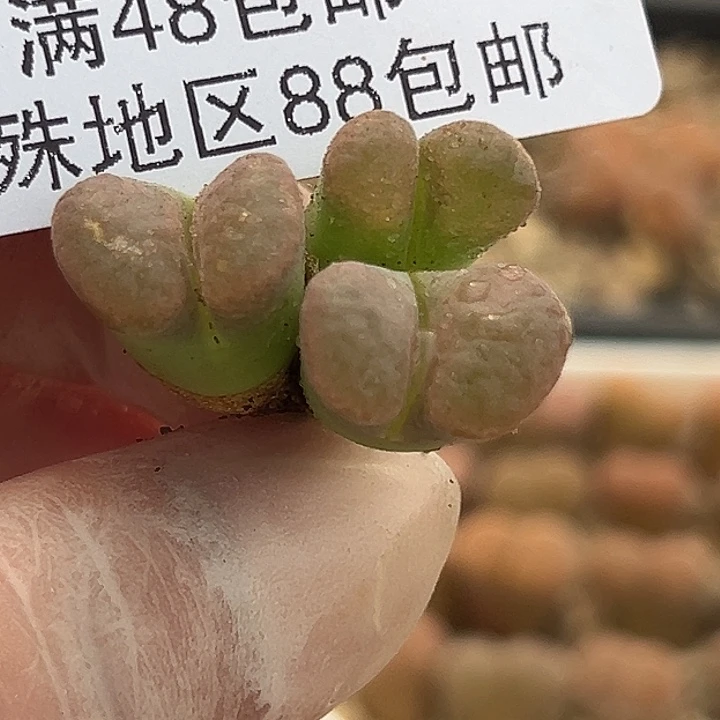 无花朵686号有伤特价风铃