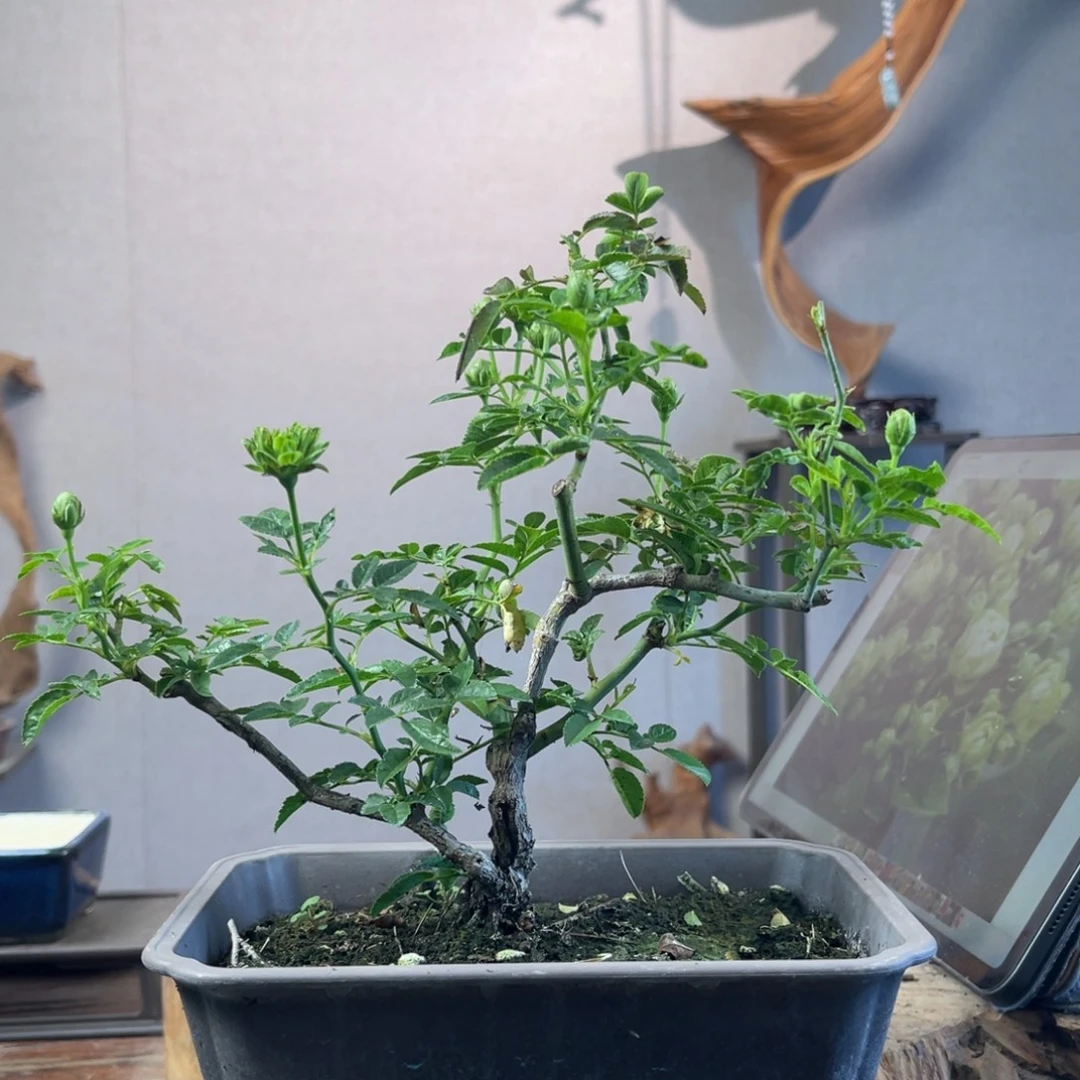 申***笑少量花朵（建议范围：2朵-5朵 或40%以下）