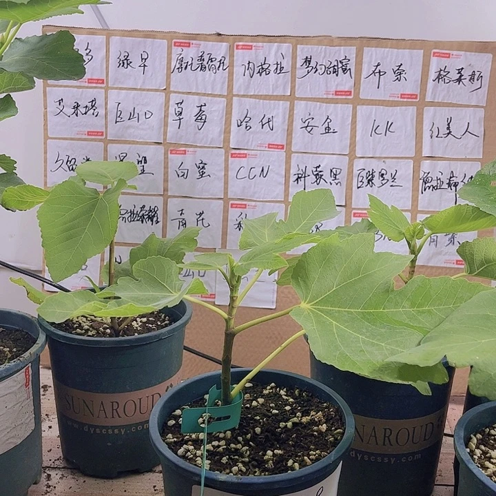 无花朵红美人一物一拍