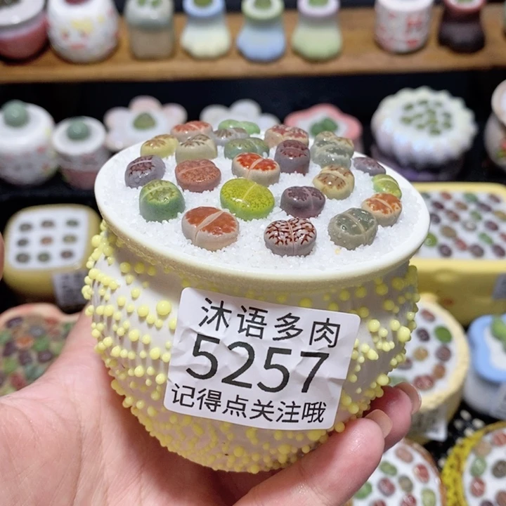 带盆土植物 一物一拍5257