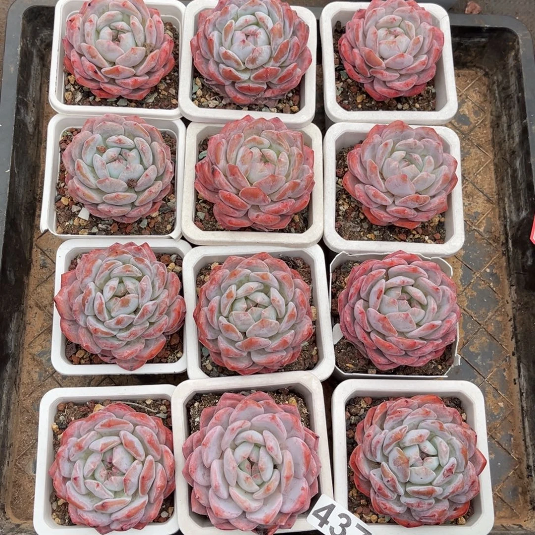 437号新疆西藏内蒙古不包邮