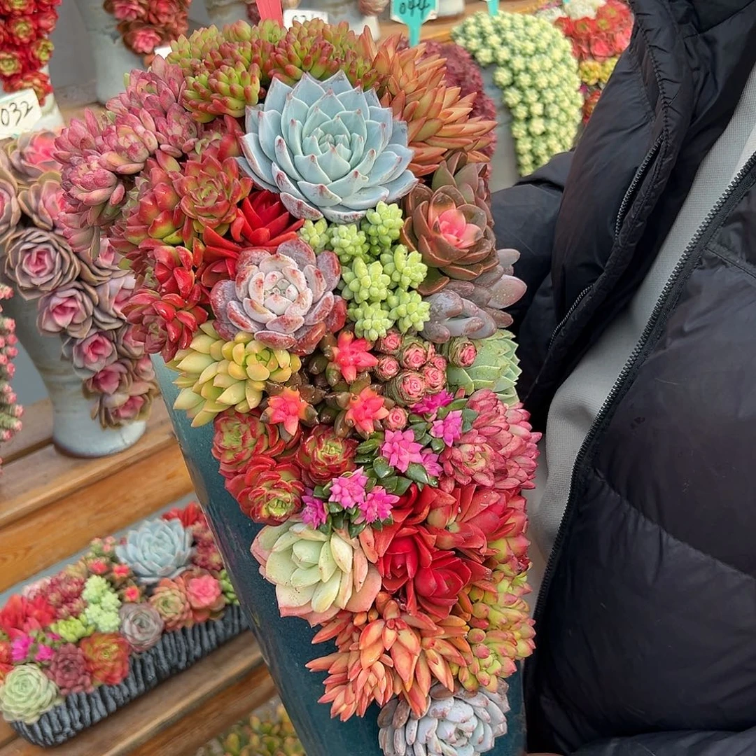 112全家福多肉组合