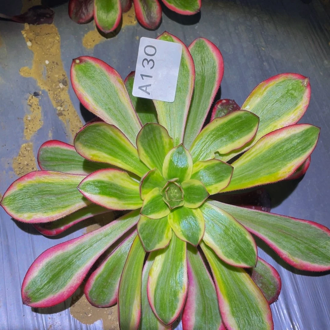 红魔女多肉植物多肉130
