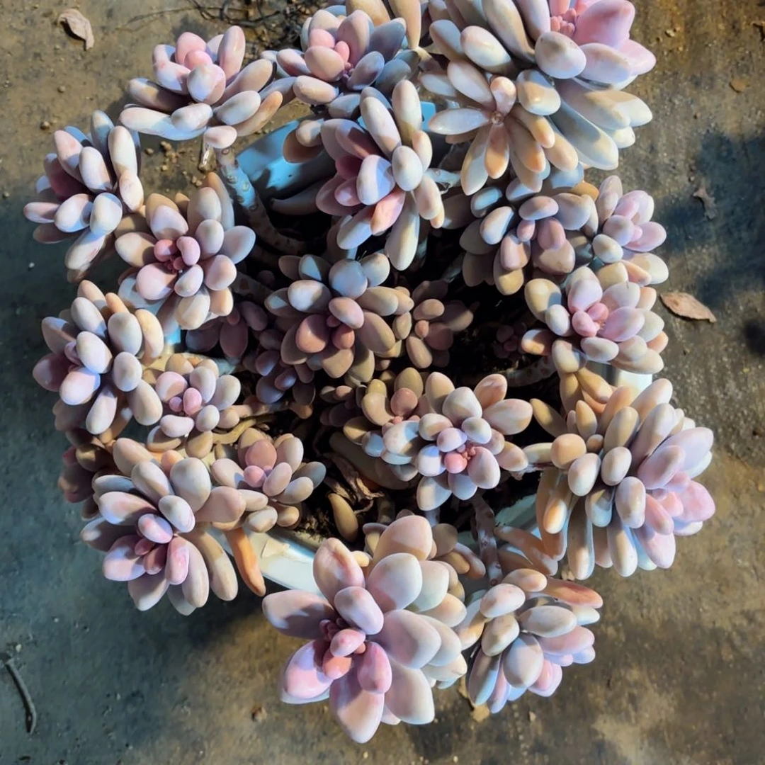 泡***儿桃蛋30-70。