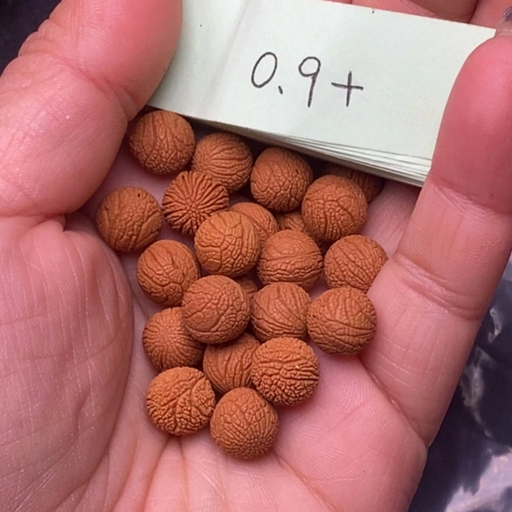 秦岭龙纹桃核23颗