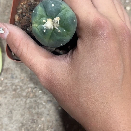 谈***去实生草球锦567889