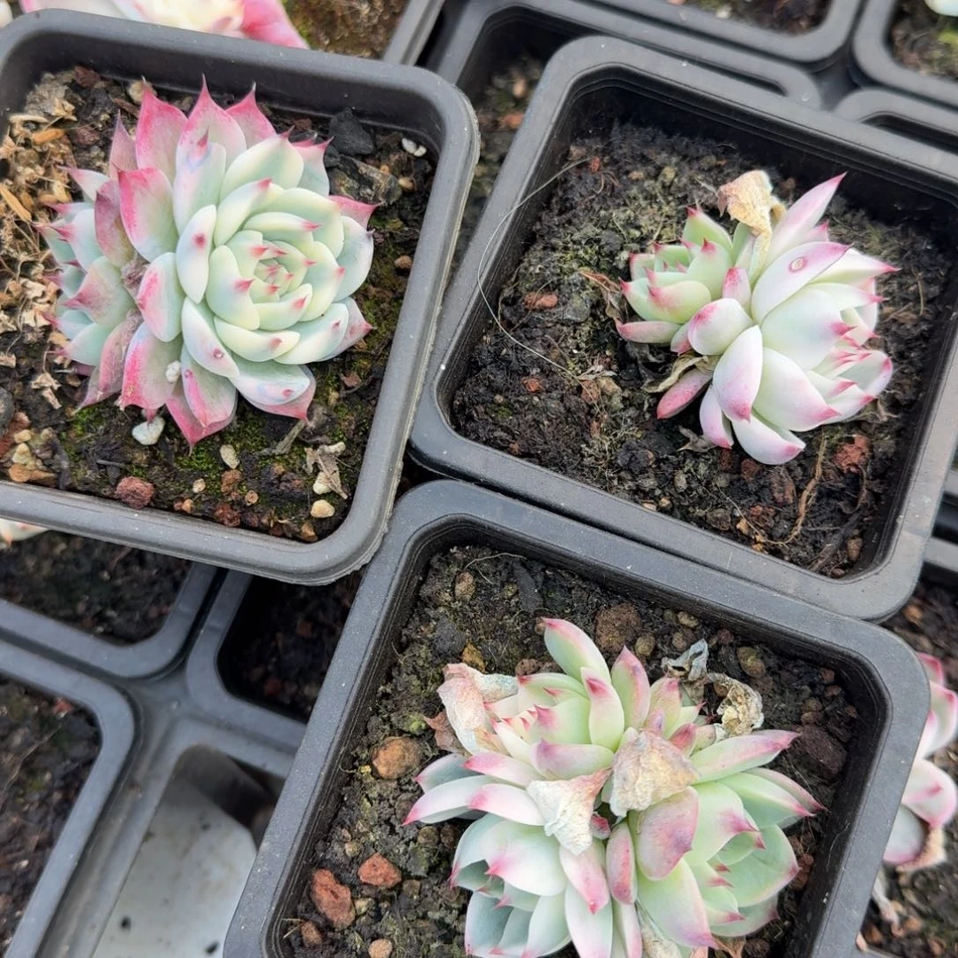 吉娃娃锦一颗的价格底座群