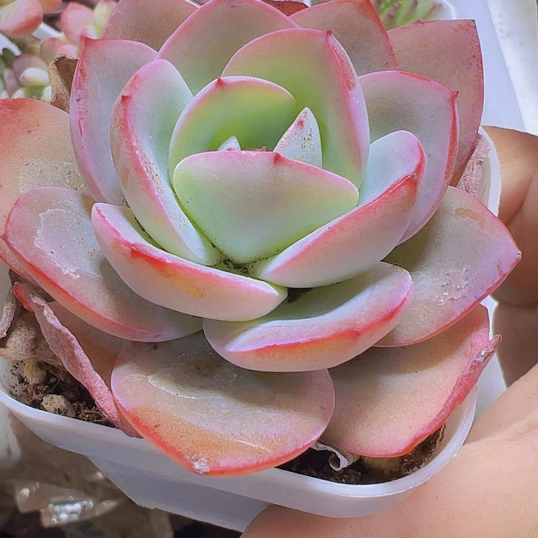 布鲁兰19包邮多肉植物