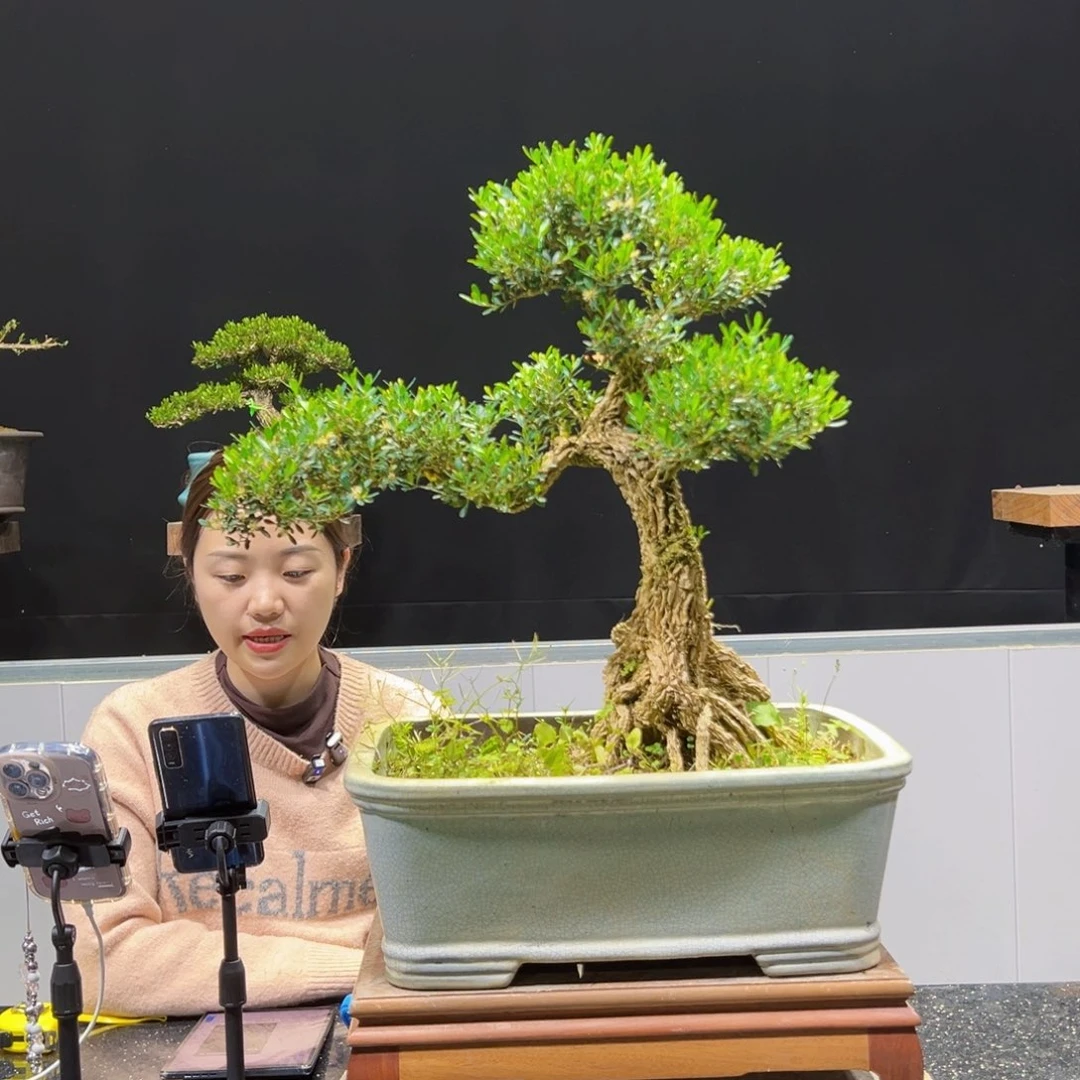 黄杨盆景老桩四季长青