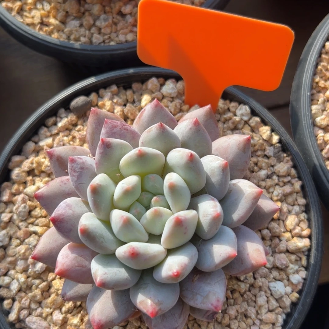 夏梦111111111111111