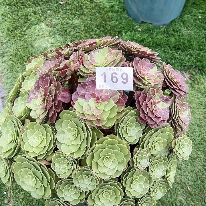 无花朵169花月夜老庄法师