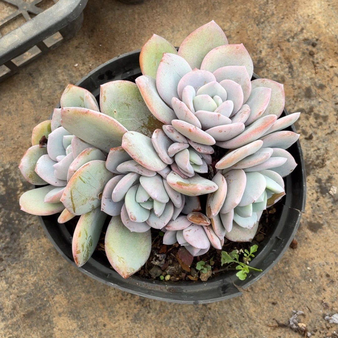 酸***࿐奶茶冠幅16 公分一物一拍