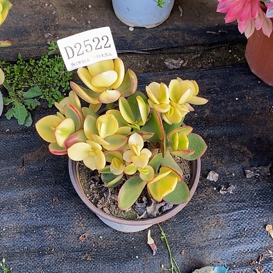 2522黄金花月有砍处理无售后