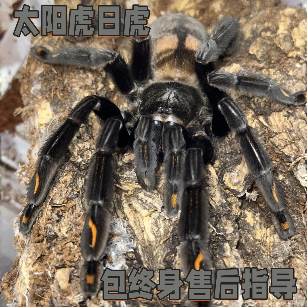 太阳虎日虎蜘蛛活体宠物适合新手入门经典树栖品种