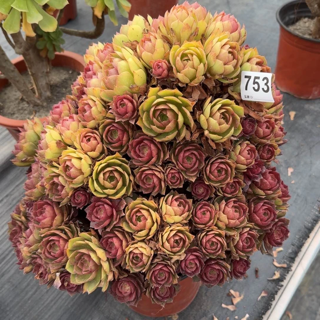 用****6753多肉植物桃花朵朵