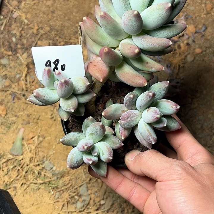 ?*980////////////////