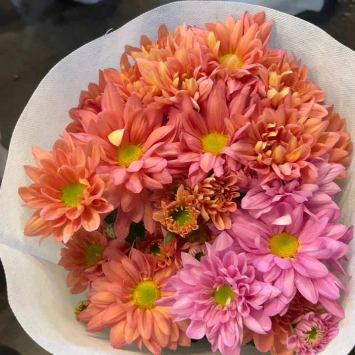 双色三文鱼小菊盆栽